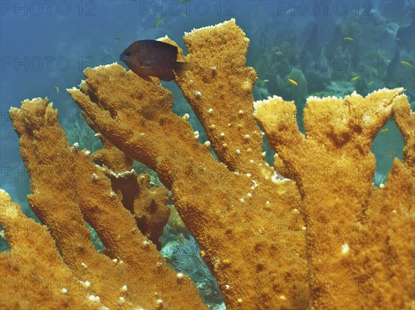 Close-up of elkhorn coral (Acropora palmata), dive site John Pennekamp Coral Reef State Park, Key Largo, Florida Keys, Florida, USA, North America