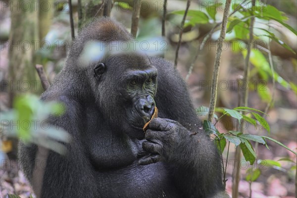 Western lowland gorilla (Gorilla gorilla gorilla), male animal, silverback, Loango National Park, Parc National de Loango, Ogooué-Maritime Province, Gabon, Africa