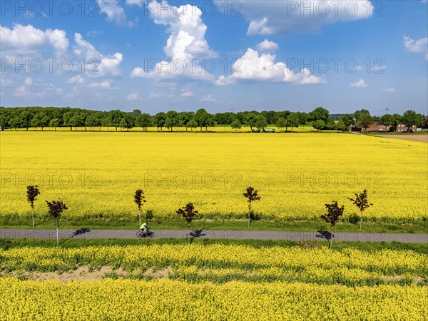 The avenue cycle path between Xanten and Marienbaum, Kalkar, on the Lower Rhine, former railway line, now part of a cycle path network, spring, rape field in bloom, Xanten, North Rhine-Westphalia, Germany, Europe