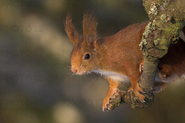 Eurasian red squirrel (Sciurus vulgaris), climbing a tree, Bad Dürkheim district, Rhineland-Palatinate, Germany, Europe