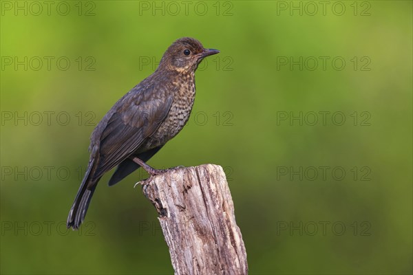 Blackbird (Turdus merula), one, individual, biotope, habitat, perch, garden, Neuhofen, Rhineland-Palatinate, Federal Republic of Germany
