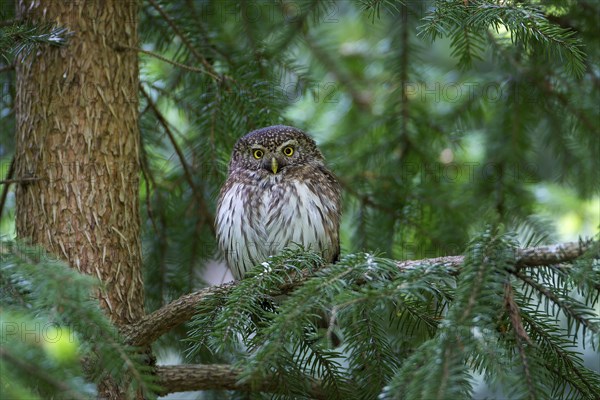 Pygmy Owl (Glaucidium passerinum) smallest owl native to Central Europe, daytime roost, foraging, coniferous forest, Hoher Fläming, Brandenburg