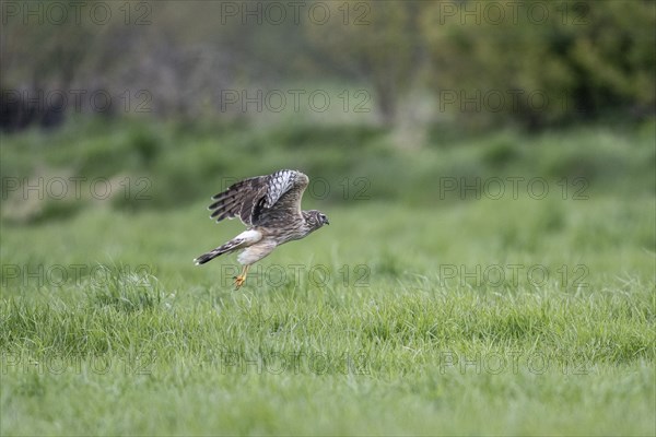 Hen harrier (Circus cyaneus), Emsland, Lower Saxony, Germany, Europe