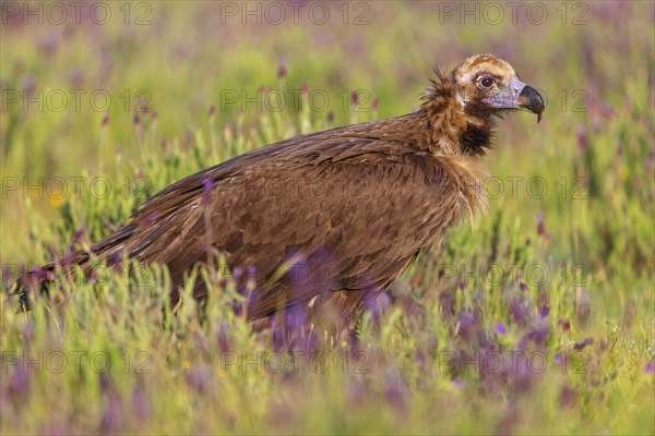 Monk Vulture, Monk Vulture, Black Vulture, (Cinereous Vulture), Aegypius monachus, Vautour moine, Buitre Negro, Monfragüe, Calera Y Chozas, Extremadura, Spain, Europe