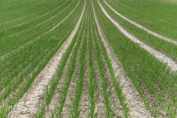 Young leek in field, (Allium porrum), Baden-Württemberg, Germany, Europe