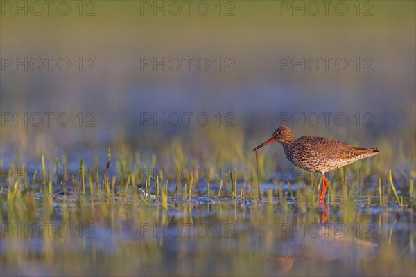 Common redshank (Tringa totanus), East Khawr / Khawr Ad Dahariz, Salalah, Dhofar, Oman, Asia