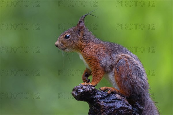Eurasian red squirrel (Sciurus vulgaris), on the lookout, Bad Dürkheim district, Tiszaalp-r, Kiskuns-gi National Park, Rhineland-Palatinate, Germany, Europe
