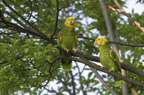 Yellow-headed Amazon (Amazona oratrix belizensis) on a branch, Rosensteinpark, Stuttgart, Baden-Württemberg, Germany, Europe