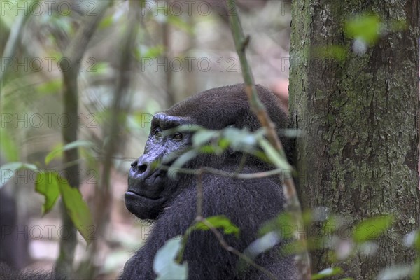 Western lowland gorilla (Gorilla gorilla gorilla), male animal, silverback, Loango National Park, Parc National de Loango, Ogooué-Maritime Province, Gabon, Africa