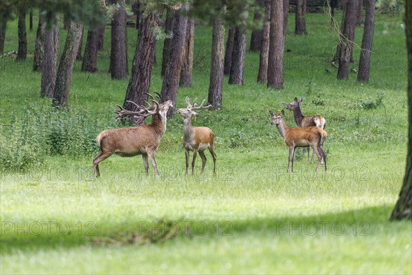 Herd of red deer (Cervus elaphus), Germany, Europe