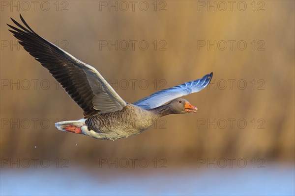 Greylag goose, Anser Anser, flight photo, lateral, flight photo, Wagbachniederung, Wagh‰usl, Baden-W¸rttemberg, Germany, Europe