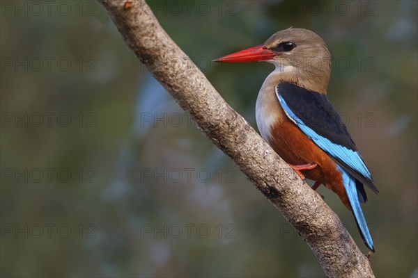 Grey-headed Kingfisher, Grey-headed Kingfisher, Tendaba camp Tendaba photo hid, Kwinella, South Bank, Gambia, Africa