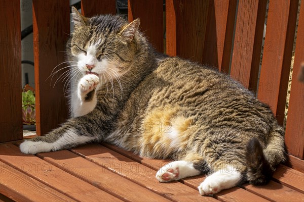 Felidae (Felis catus) lying relaxed on a wooden bench and cleaning itself in the sunlight, Ternitz, Lower Austria, Austria, Europe