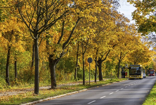 Autumn time, federal road B 96 to Schildow, Berlin, Germany, Europe