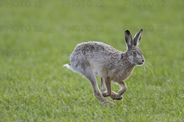 European brown hare (Lepus europaeus) running, fleeing through field, farmland in spring