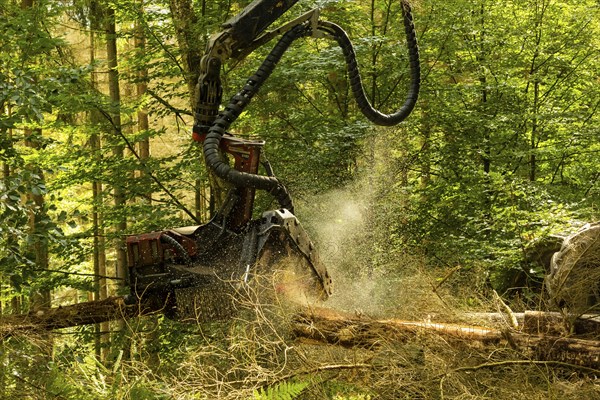 Press event forest damage