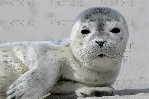 Common harbor seal (Phoca vitulina), howler, young resting on the beach, Lower Saxony Wadden Sea National Park, Lower Saxony, Germany, Europe