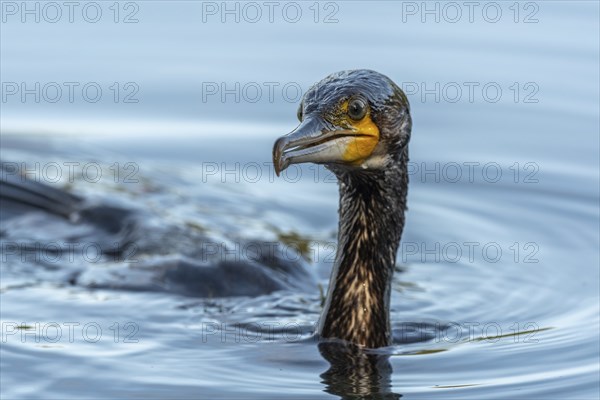 Great great cormorant (Phalacrocorax carbo) fishing in the water. Bas-Rhin, Collectivite europeenne d'Alsace, Grand Est, France, Europe