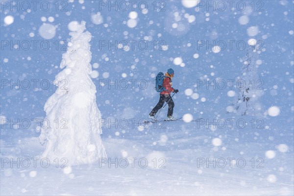 Skiers in the snow, Dundret Nature Reserve, Gällivare, Norrbotten, Lapland, Sweden, Sweden, Scandinavia, Europe
