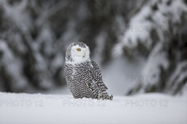 Snowy owl, Bubo scandiacus