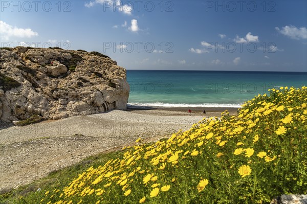 Spring flowers on the beach of Petra tou Romiou, the Rock of Aphrodite in Kouklia near Paphos, Cyprus, Europe