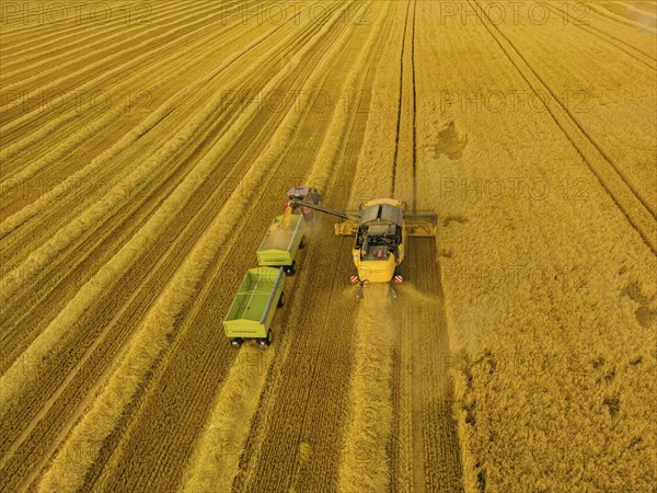 Grain harvest in a field near Babisnau on the outskirts of Dresden
