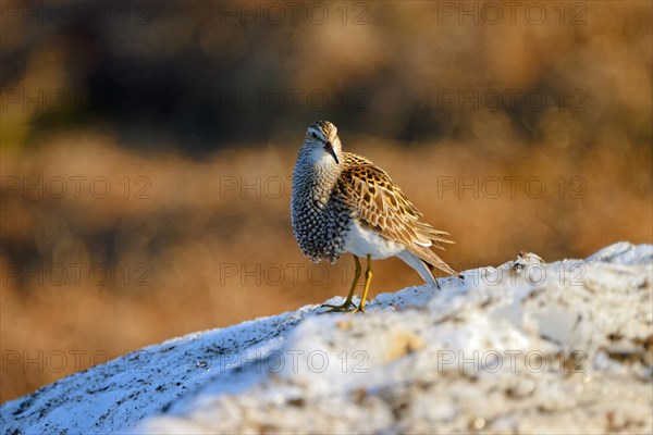 Pectoral sandpiper (Calidris melanotos) in breeding plumage, male, standing on old snow, Utqiagvik, formerly Barrow, Arctic Alaska, Alaska, USA, North America
