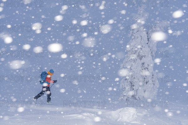 Skiers in the snow, Dundret Nature Reserve, Gällivare, Norrbotten, Lapland, Sweden, Sweden, Scandinavia, Europe