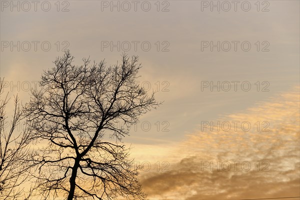 Pedunculate oak (Quercus robur) against a colored sky, sunset, Upper Palatinate, Bavaria, Germany, Europe