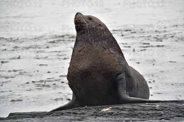 Steller sea lion (Eumetopias jubatus) poses sitting on a rock and looking at the camera, Prince William Sound, Alaska, USA, North America