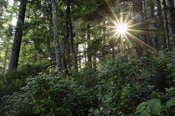 Sun shining through the trees in the temperate rainforest, Vancouver Island, British Columbia, Canada, North America