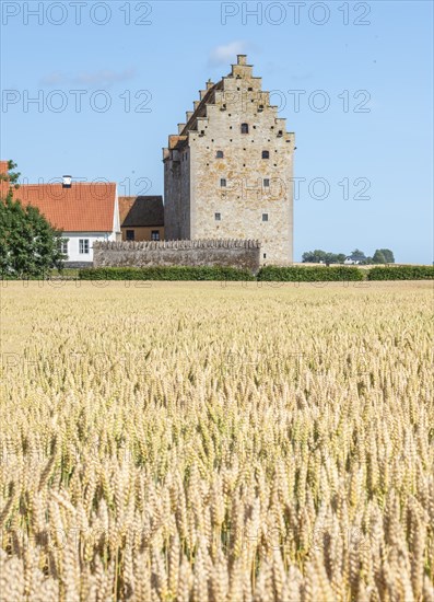 Field of ripe wheat in front of the medieval castle Glimmingehus in Simrishamn municipality, Scania, Sweden, Scandinavia, Europe
