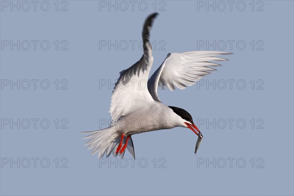 Common Tern (Sterna hirundo), in flight with fish in its beak, Lower Saxon Wadden Sea National Park, East Frisian Islands, Lower Saxony, Germany, Europe