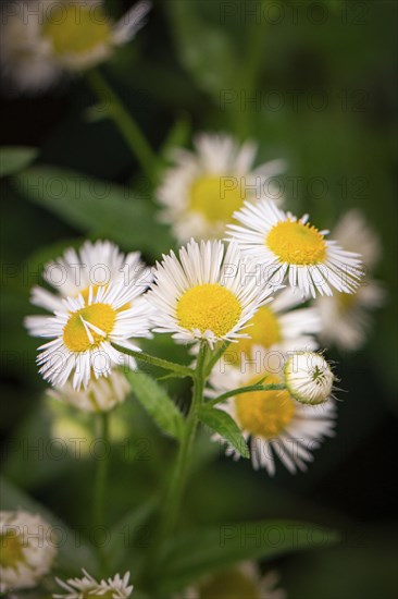 Daisy fleabane (Erigeron annuus), white, flowers close-up, Ternitz, Lower Austria, Austria, Europe