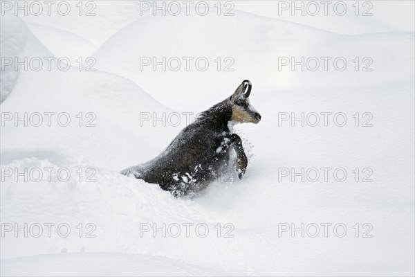 Chamois (Rupicapra rupicapra) foraging in deep powder snow in winter, Gran Paradiso National Park, Italian Alps, Italy, Europe
