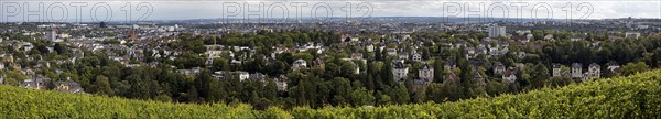 Panoramic view of the vineyard, the villas of the Nerotal and the state capital Wiesbaden, Neroberg, Hesse, Germany, Europe