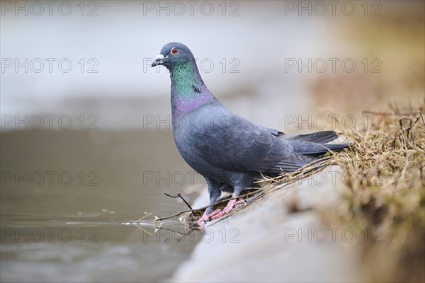 Feral pigeon (Columba livia domestica) standing on the shore of a little pont, Bavaria, Germany Europe