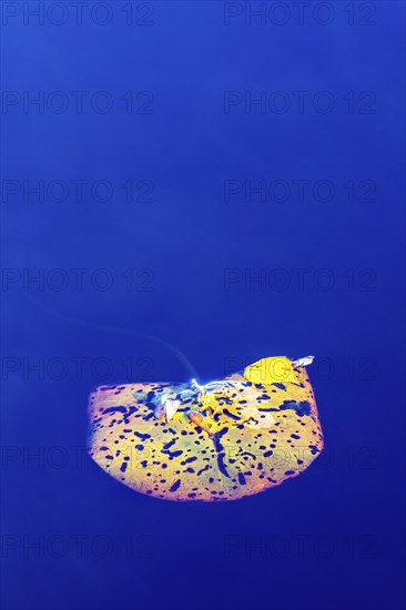 Autumn colored Water lily leaves floating in the water