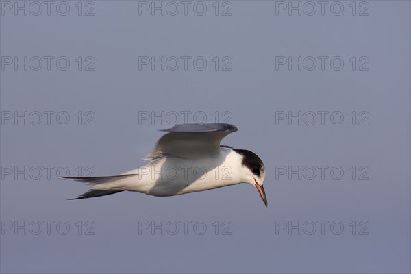Common Tern (Sterna hirundo), immature animal, juvenile animal in flight, Lower Saxon Wadden Sea National Park, East Frisian Islands, Lower Saxony, Germany, Europe