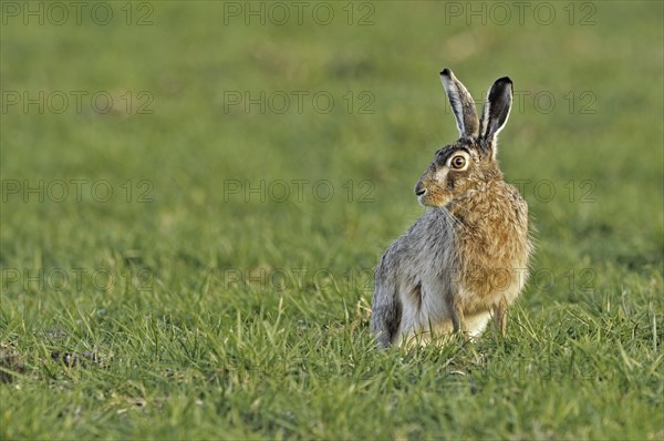 European hare (Lepus europaeus), brown hare sitting in meadow, the Netherlands