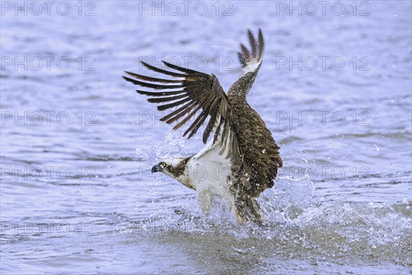 Western osprey (Pandion haliaetus) with caught fish in its talons, taking off from water of lake by flapping its wings in late summer