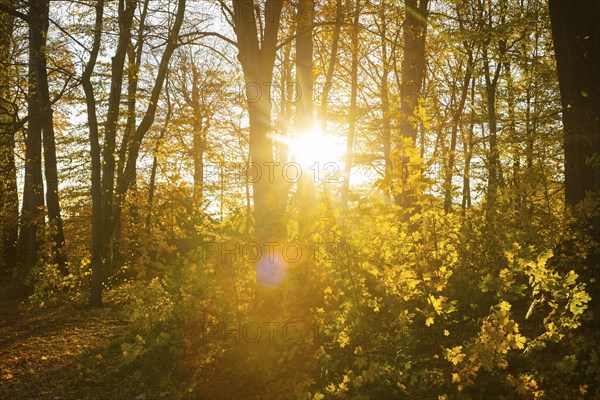 Reichstädt Castle Park in beautiful autumn colours