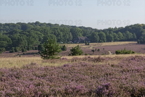 Heathland landscape and hiking trail during the heath blossom in the Lüneburg Heath nature reserve. Niederhaverbeck, Lower Saxony, Germany, Europe