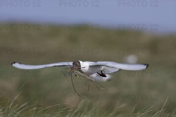 Black-headed Black-headed Gull (Chroicocephalus ridibundus), entry of nesting material in flight, Lower Saxon Wadden Sea National Park, East Frisian Islands, Lower Saxony, Germany, Europe