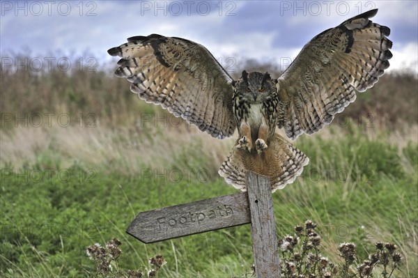 Eagle owl (Bubo bubo) landing with wings spread on perch in meadow, England, UK