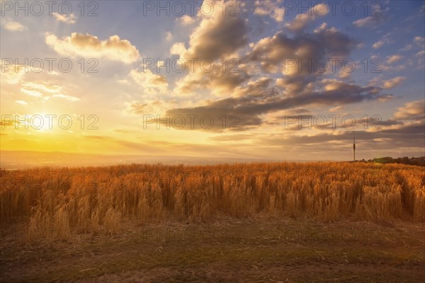 From the vantage point on the Rockauer Höhe, known as Sachsens Hiefel, you can look across Dresden to the Osterzgebirge mountains. In the foreground a field of reeds