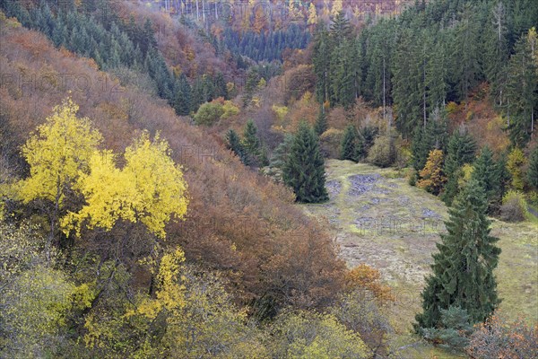 Mixed forest with spruce (Picea abies) and deciduous trees with autumn foliage, slate dump, Eastern Eifel, Rhineland-Palatinate, Germany, Europe