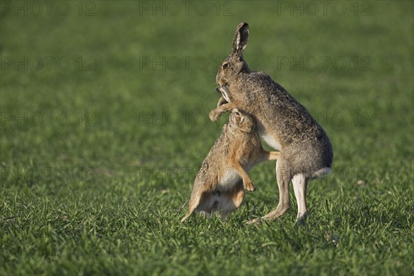 European Brown Hares (Lepus europaeus) boxing, fighting in field during the breeding season, Germany, Europe