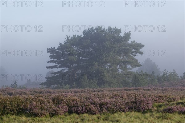 Heath landscape in early morning mist during the heath blossom m Lüneburger Heide nature reserve. Niederhaverbeck, Lower Saxony, Germany, Europe