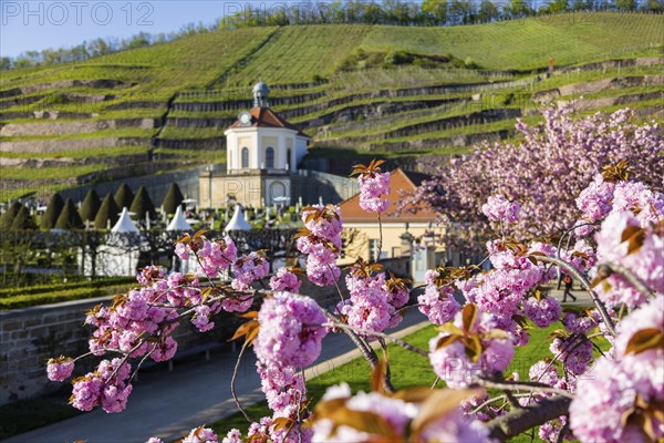 At the Wackerbarth Castle State Winery